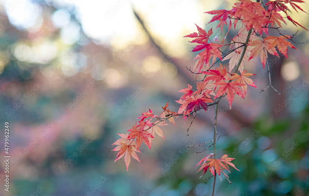 Autumn leaves autumn foliage fall leaves red leaves Autumn leaves autumn foliage fall leaves red leaves