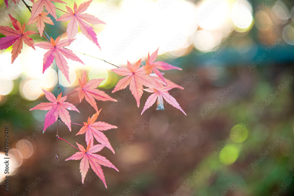 Autumn leaves autumn foliage fall leaves red leaves Autumn leaves autumn foliage fall leaves red leaves