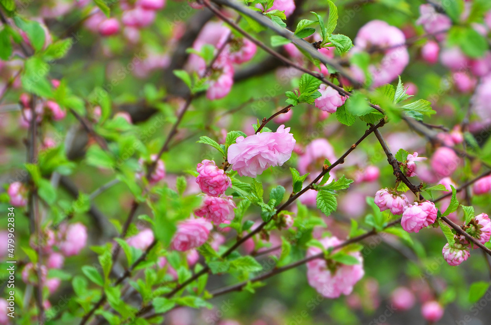 Cerasus serrulata (Japanese flowering cherry) Cerasus serrulata (Japanese flowering cherry)