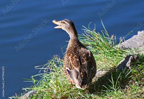 Slika na platnu Duck near lake