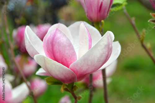 Bloomy magnolia tree