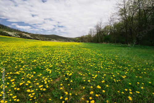 spring landscape with green...