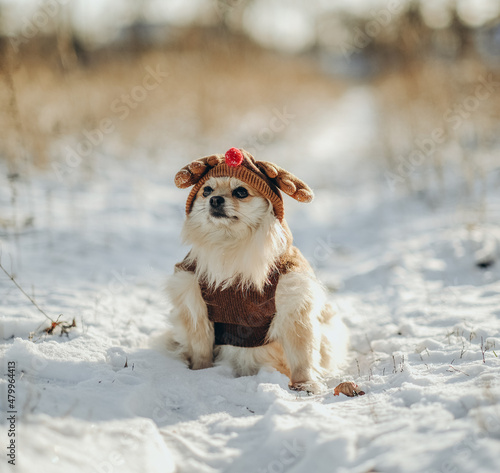Pomeranian in a suit and a deer hat walks in the park in winter. © sergo321