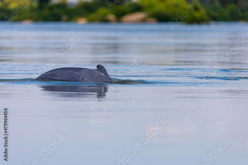 Fényképezés The Irrawaddy dolphin (Orcaella brevirostris) on the Mekong River, Cambodia