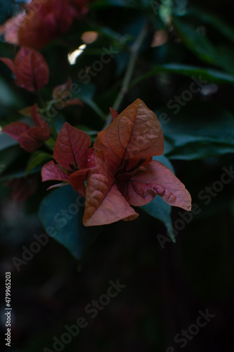 buganvillea flower and leaves photo