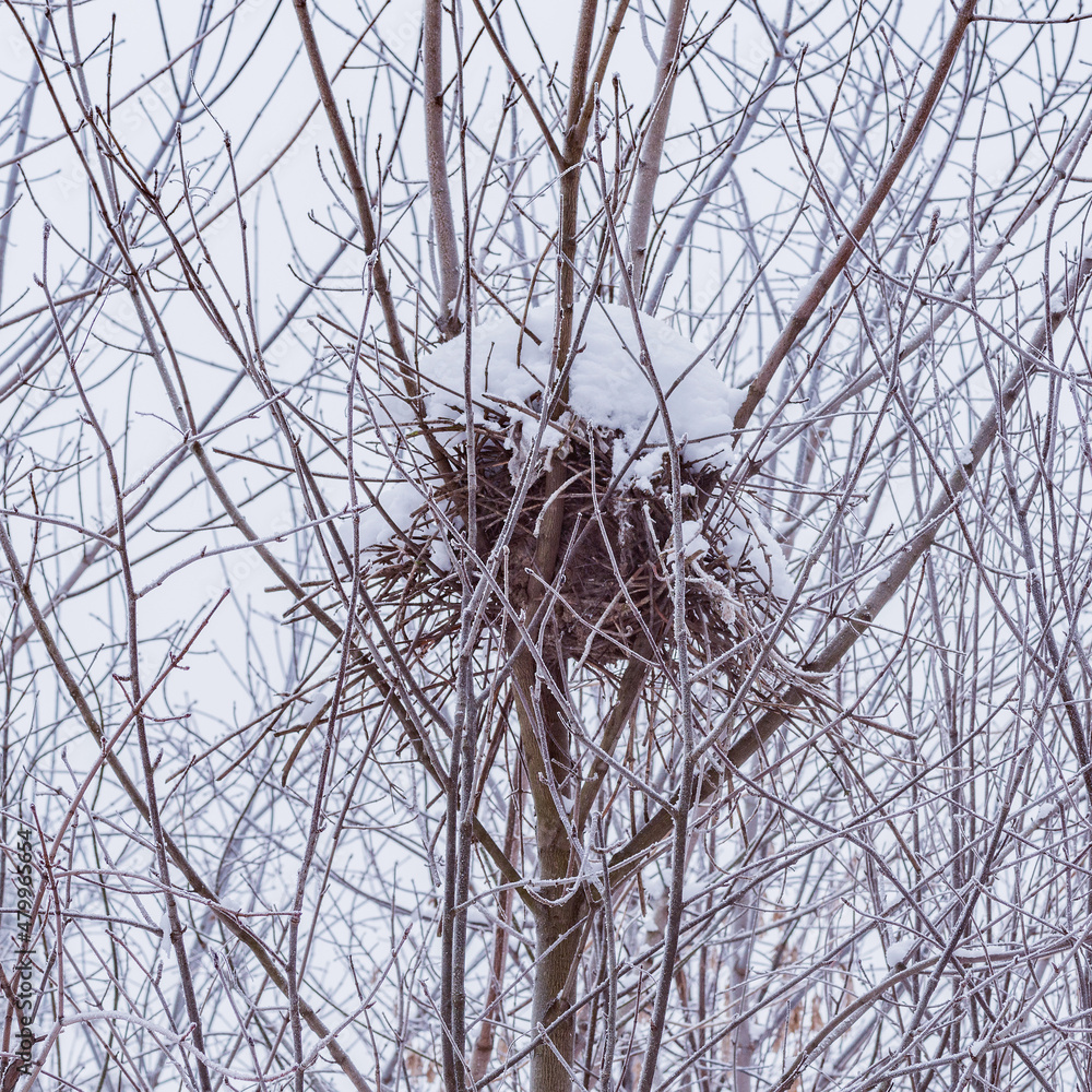 Fototapeta premium Abandoned nest on the tree of the forest.