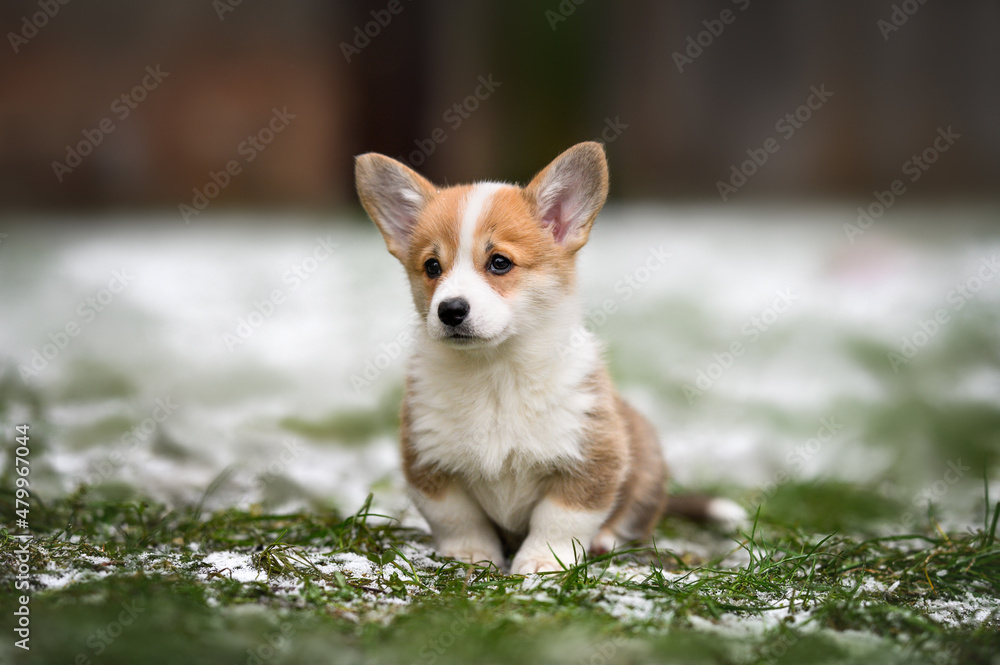 welsh corgi pembroke puppy sitting on grass and snow in spring - obrazy, fototapety, plakaty 
