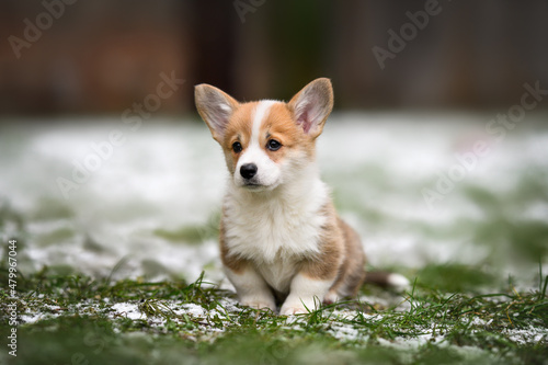 Fotografie welsh corgi pembroke puppy sitting on grass and snow in spring