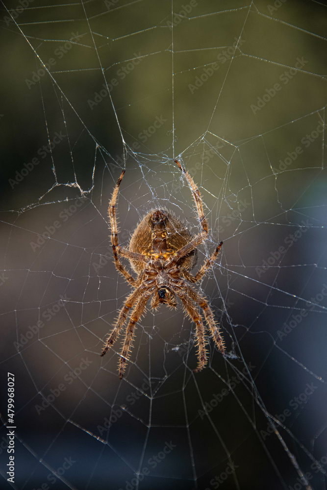 spider on the web spider on the web