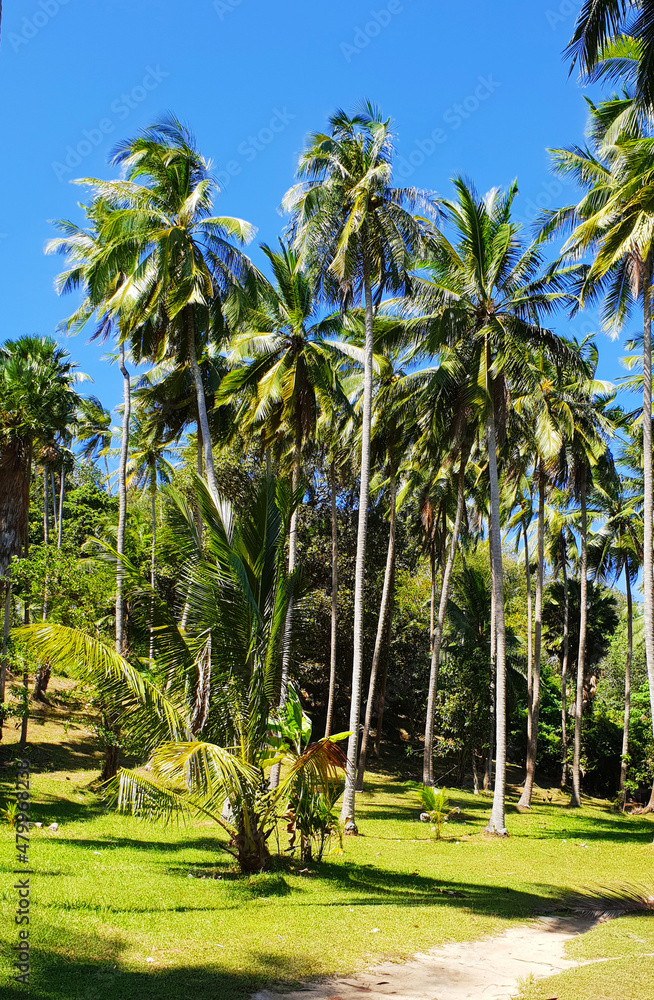 Fototapeta premium Palm forest