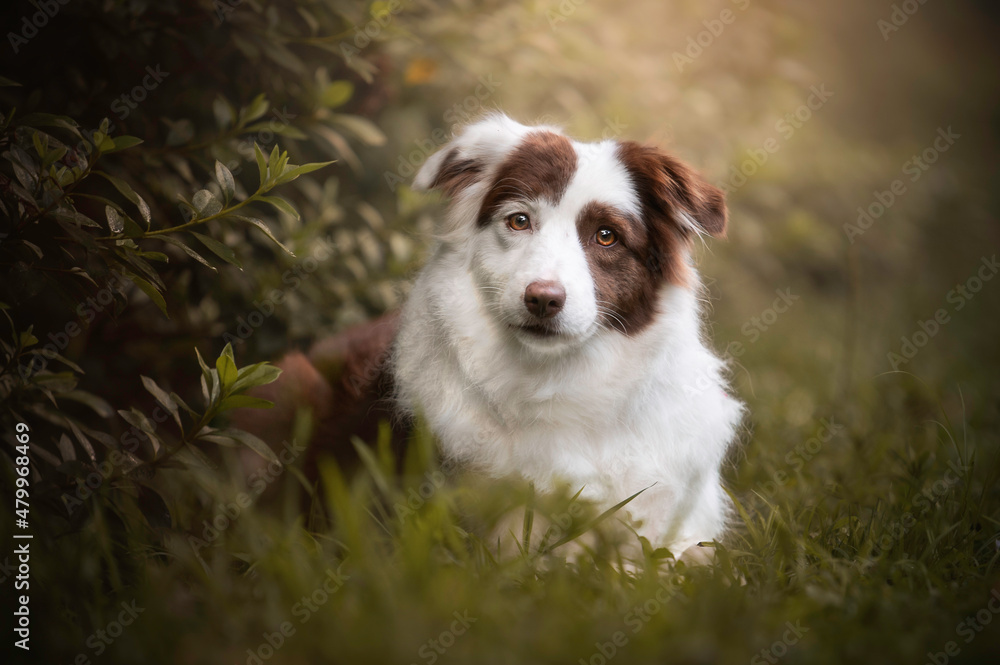 Brown and white border collie portrait