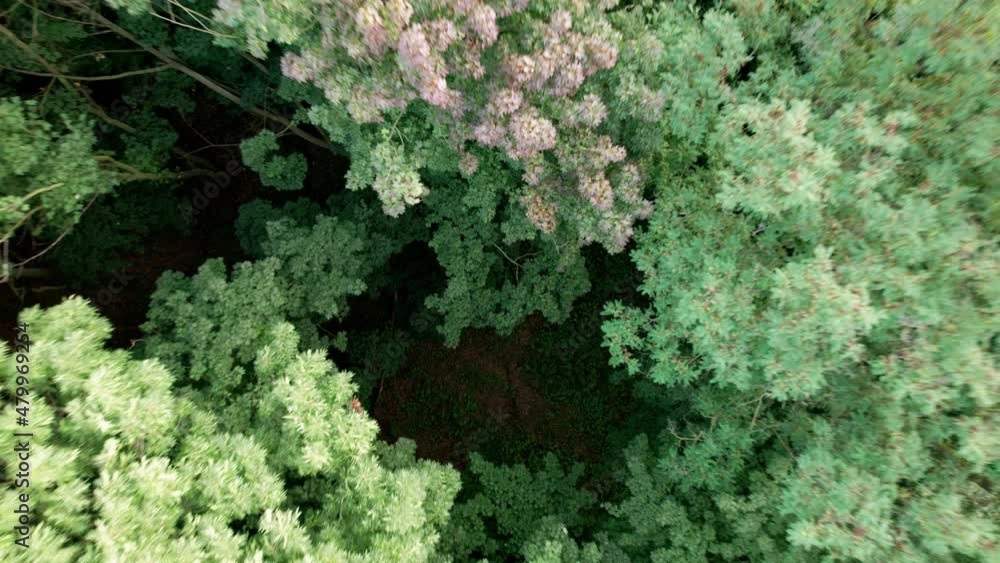 Love for ecology, a heart-shaped forest in a big green field. Valentine's scenery in nature. Love for ecology, a heart-shaped forest in a big green field. Valentine's scenery in nature.