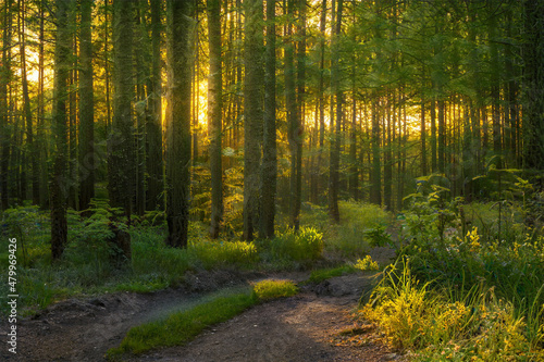 Magical sunset in the forest.