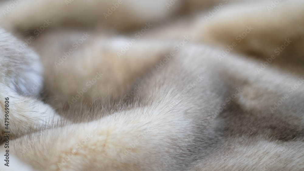 defocus mink fur texture close-up background. closeup. soft focus, selective focus defocus mink fur texture close-up background. closeup. soft focus, selective focus