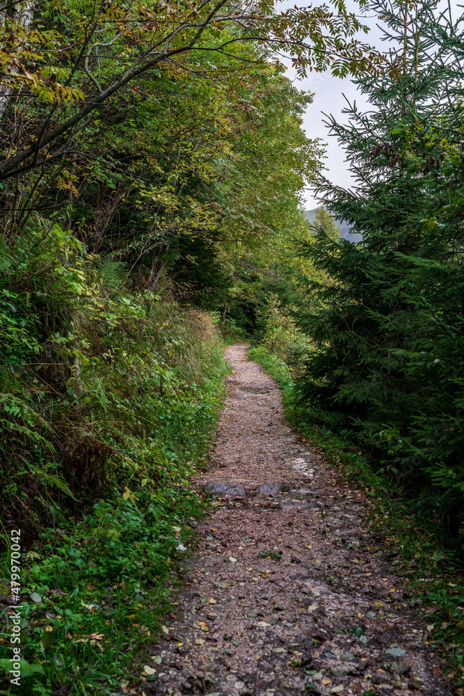 Forest path in the forest in late autumn. Forest path in the forest in late autumn.