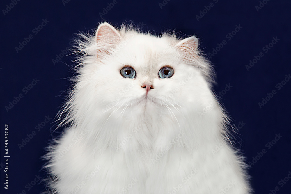 A snow-white cat on a dark blue background. The muzzle of a pet on a dark background. Close-up. Fluffy, white kitten.