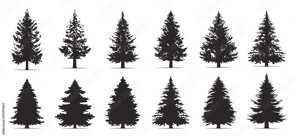 Pine trees collection. Conifer tree silhouettes on the white background Collection. Bundle of trees.