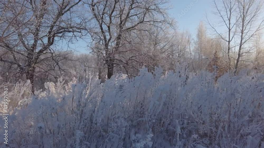 The car drives along snow-covered trees and grass covered with hoarfrost The car drives along snow-covered trees and grass covered with hoarfrost