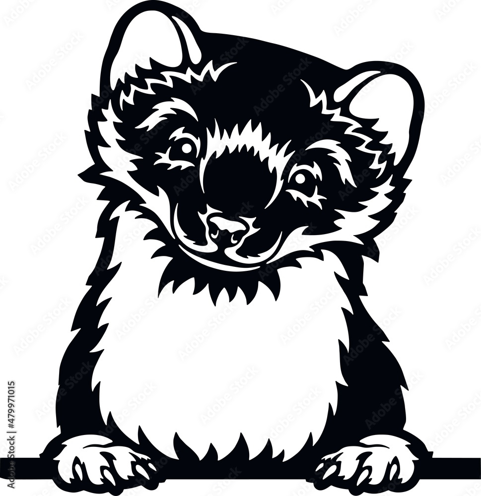 Peeking Ferret - Funny Wild Animal peeking out - face head isolated on white