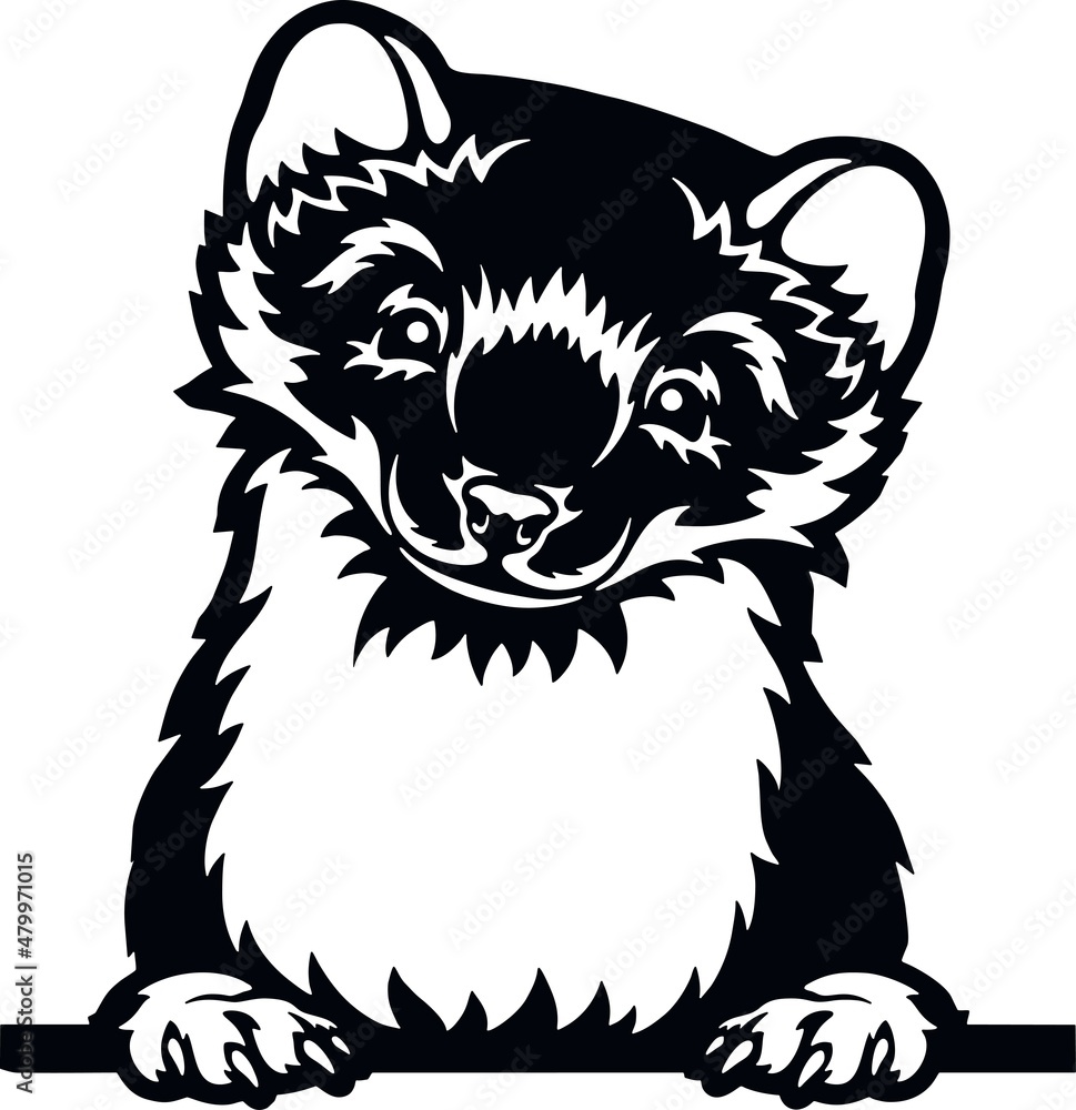 Fototapeta premium Peeking Ferret - Funny Wild Animal peeking out - face head isolated on white
