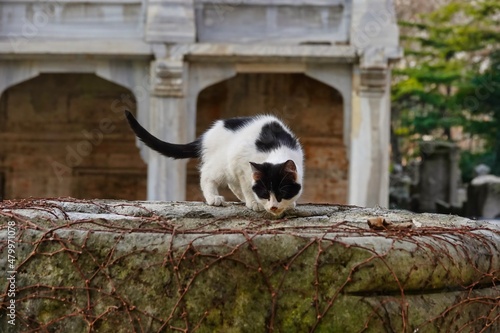 Canvas Print The street cat in Instanbul.
