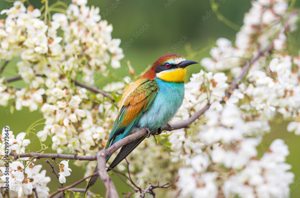 Fototapeta premium colorful wild bird in spring sits on a flowering branch