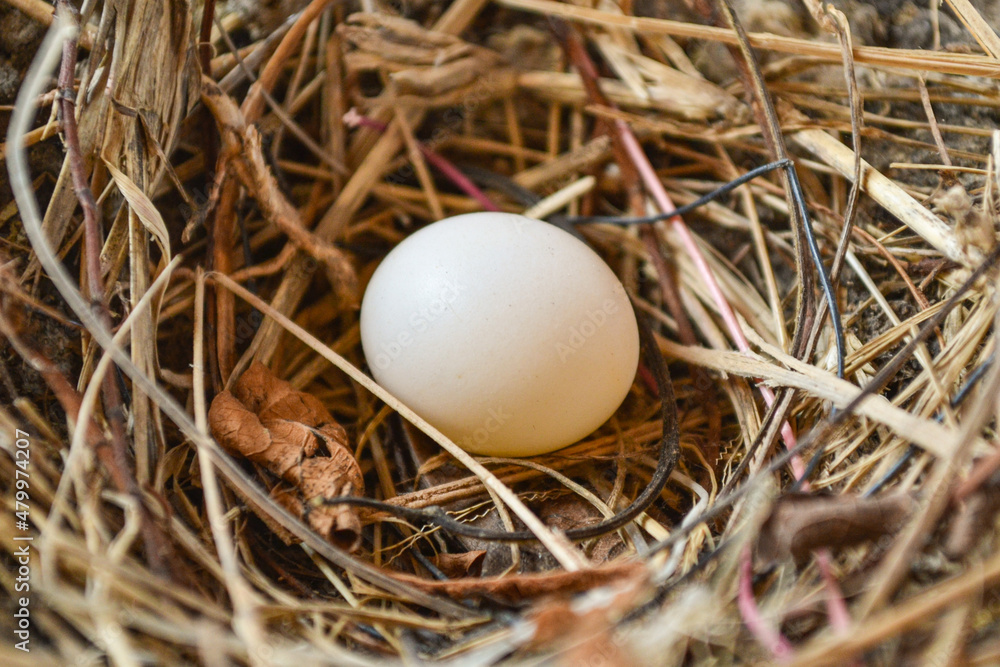 Dove egg in the nest
