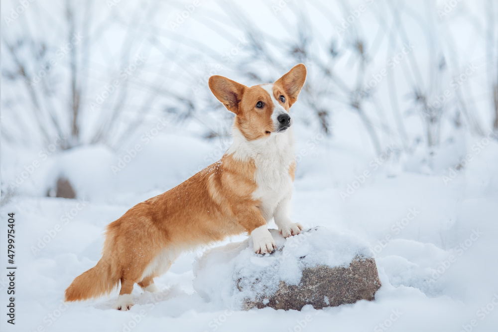 Corgi dog in the snow. Dog in winter. Dog in nature.