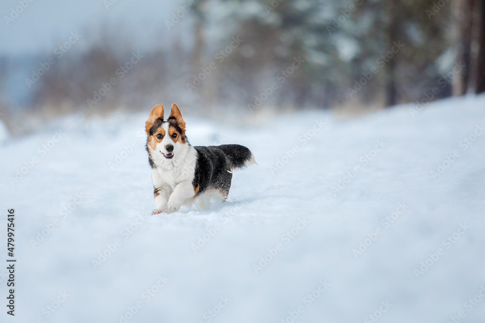 Cute Corgi dog running fast in the snow. Dog in winter. Dog action photo