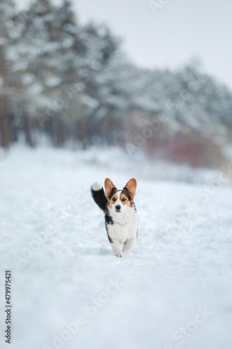 Fototapeta Naklejka Na Ścianę i Meble -  Corgi dog in the snow. Dog in winter. Dog in nature.