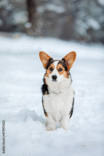 Corgi dog in the snow. Dog in winter. Dog in nature.