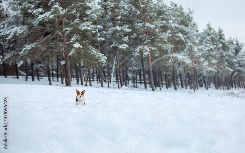 Corgi dog in the snow. Dog in winter. Dog in nature.
