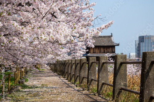 満開の桜と福岡城跡地（舞鶴公園）