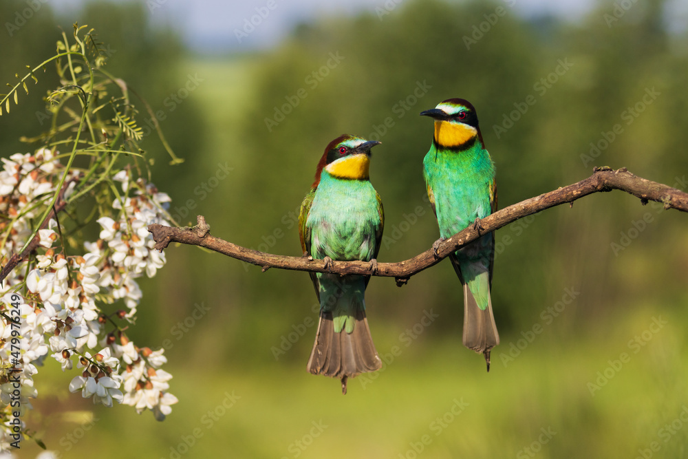 Obraz premium pair of beautiful birds sitting in the spring on a branch