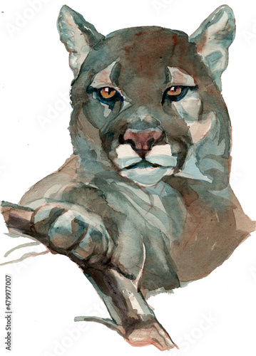 Fotografie, Obraz The puma watercolor portrait