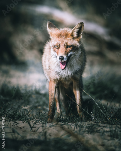 Fototapeta Naklejka Na Ścianę i Meble -  Foxes