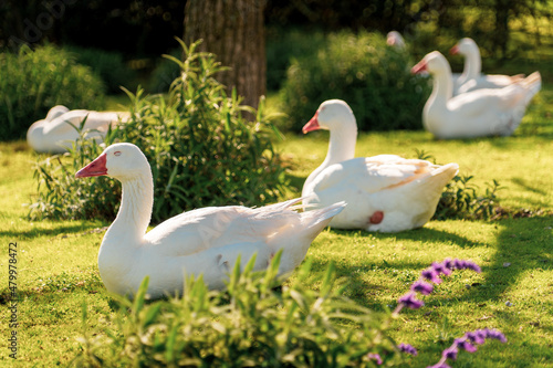 geese in the grass