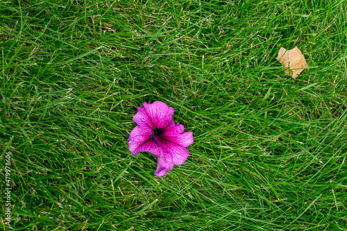 Gone with the wind pink petunia flower on a green lawn.