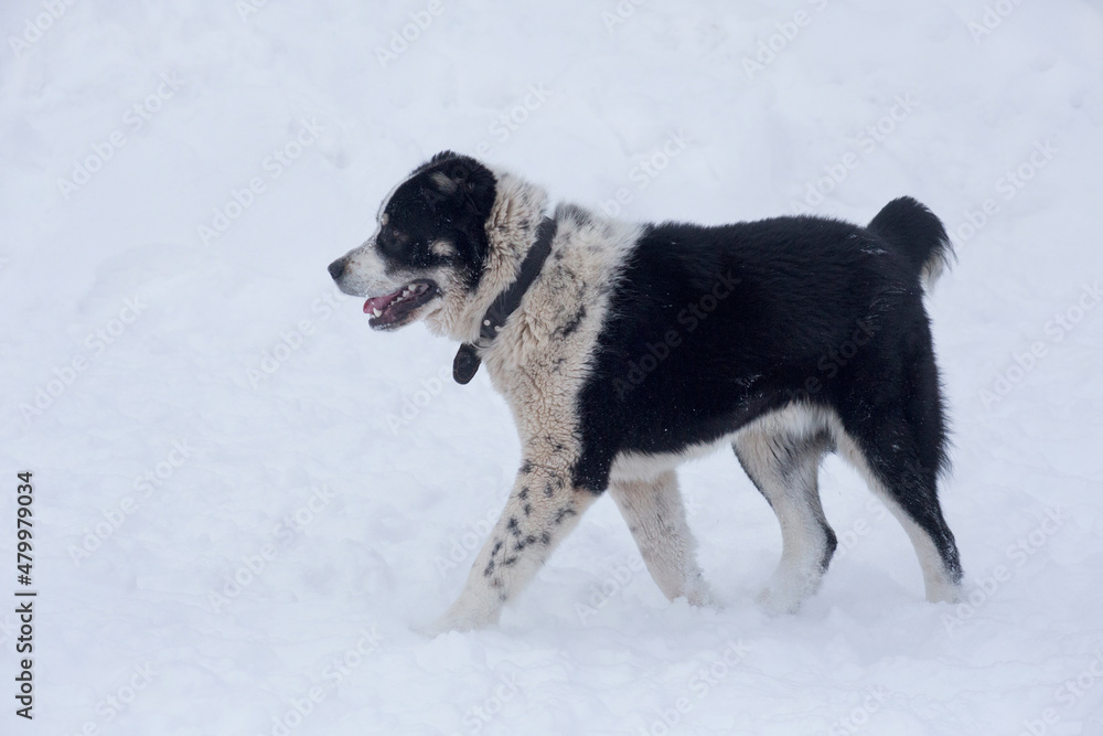 Cute central asian shepherd dog puppy is walking on a white snow in the winter park. Pet animals. Purebred dog. Cute central asian shepherd dog puppy is walking on a white snow in the winter park. Pet animals. Purebred dog.