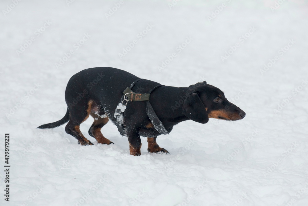Cute dachshund puppy is standing on a white snow in the winter park. Badger dor or sausage dog. Pet animals. Purebred dog.
