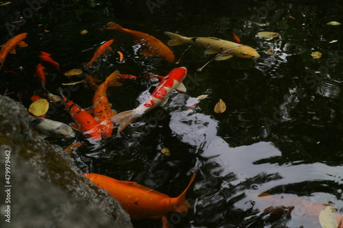 some koi fish in a clear pond