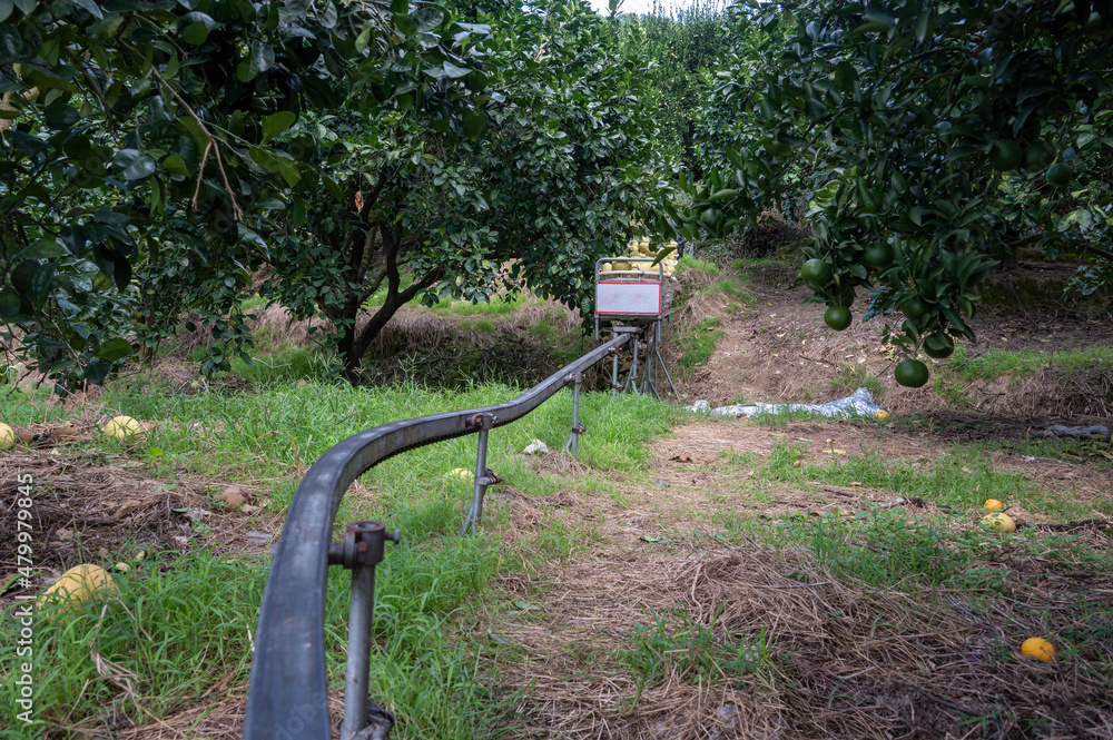 Fototapeta premium Transport tracks and small tin cars in grapefruit orchards