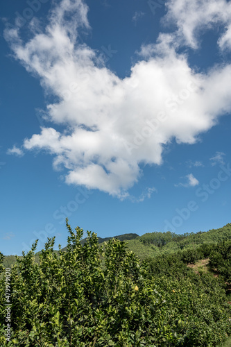 Orchard forest under blue sky and white clouds