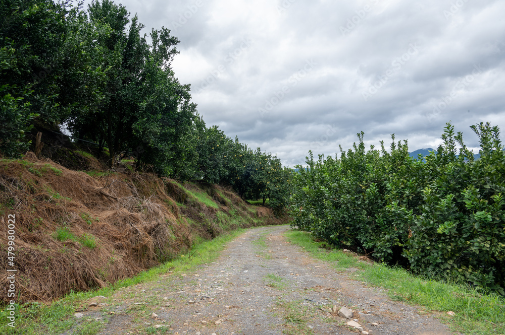 A road in the grapefruit orchard leads to the distance, next to a whole row of green grapefruit trees A road in the grapefruit orchard leads to the distance, next to a whole row of green grapefruit trees