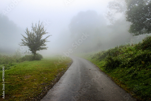 A road turns in the mist. the road turns and gets lost in the mist. There are a few trees and some vegetation disappearing into the fog.