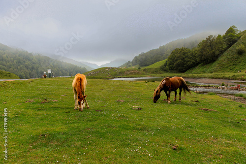 Wild horses in the mountain. Wild horses of the Pyrenees, potoks, graze the green grass at the edge of a lake in the mountains.
