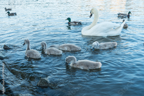 A group of young of Mute Swans  and an adult on the water - Cygnus olor at Abbotsbury Swannery, Dorset © Leoniek