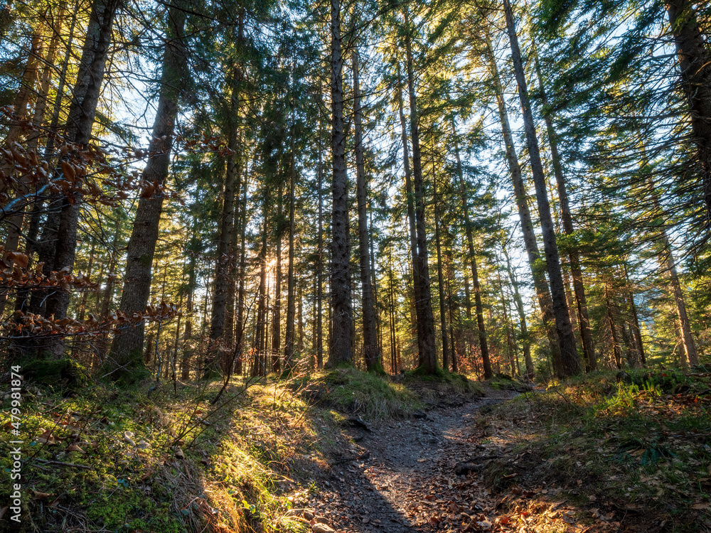 Forest hike trial with the sun rays as the guidance for the right direction Forest hike trial with the sun rays as the guidance for the right direction