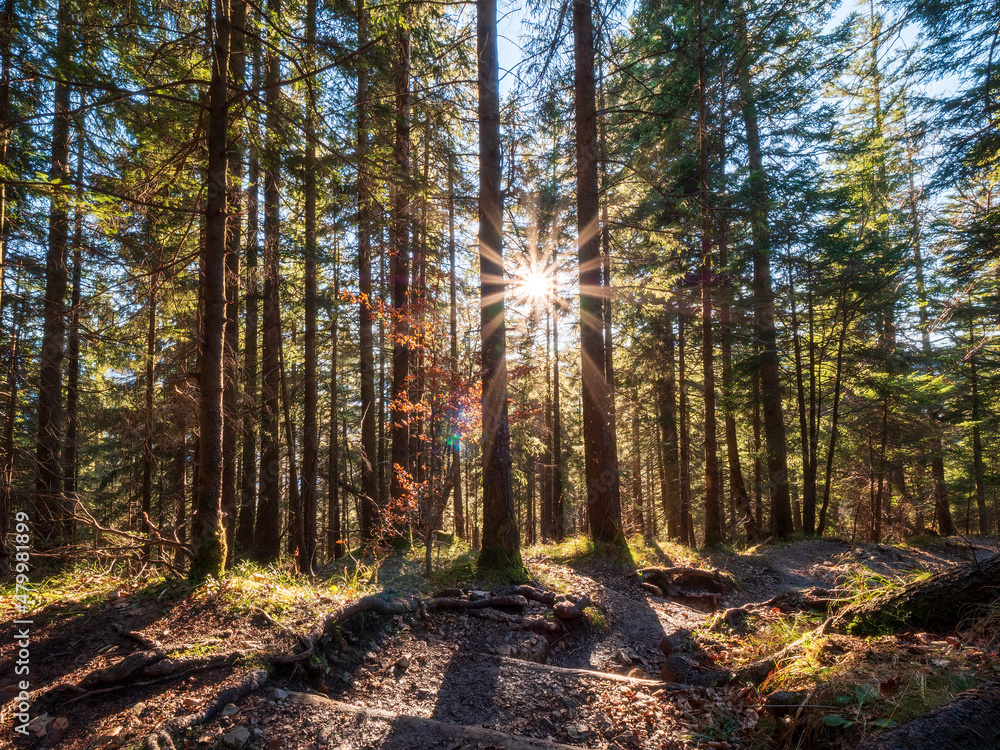 Obraz premium Forest hike trial with the sun rays as the guidance for the right direction