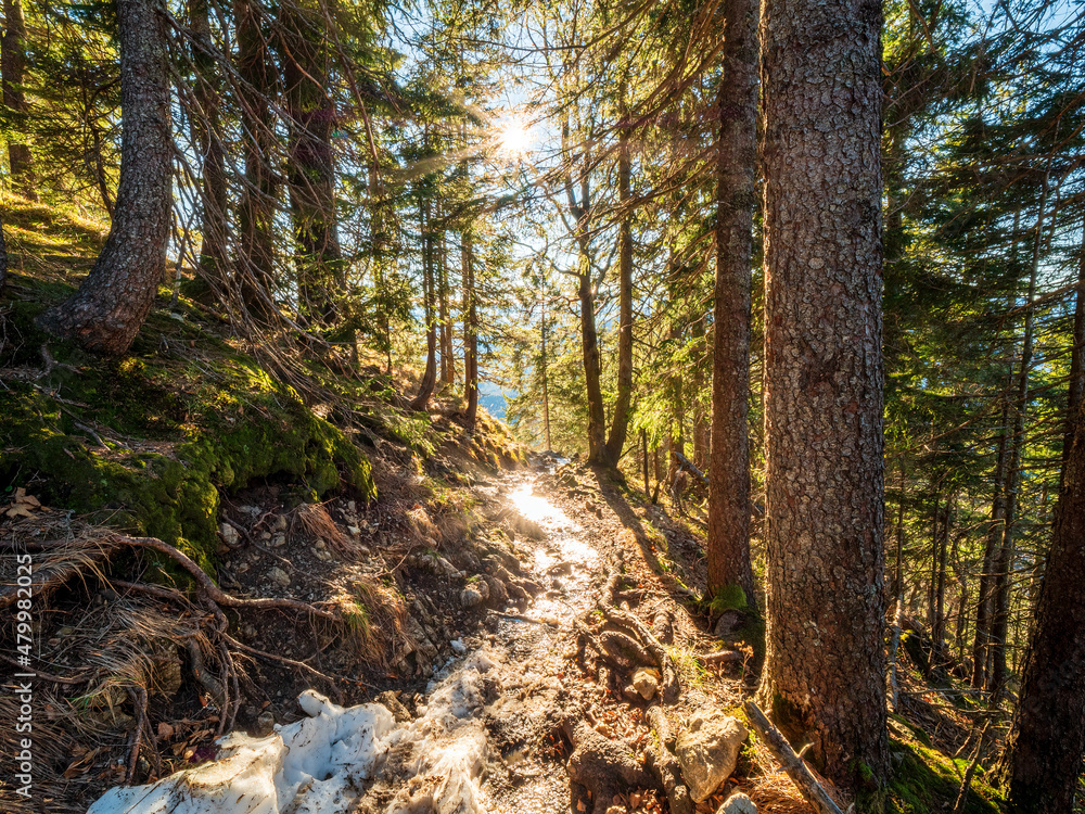 Forest hike trial with the sun rays as the guidance for the right direction Forest hike trial with the sun rays as the guidance for the right direction
